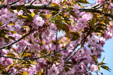 Bahar mevsiminde ağaç dallarında güzel çiçekler         