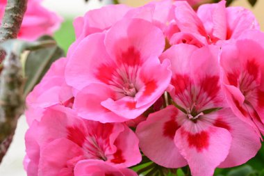 Bahçede bir demet güzel pembe Pelargonium çiçekleri