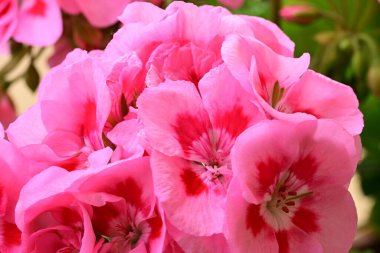 Bahçede bir demet güzel pembe Pelargonium çiçekleri