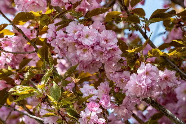 Bahar mevsiminde ağaç dallarında güzel çiçekler         