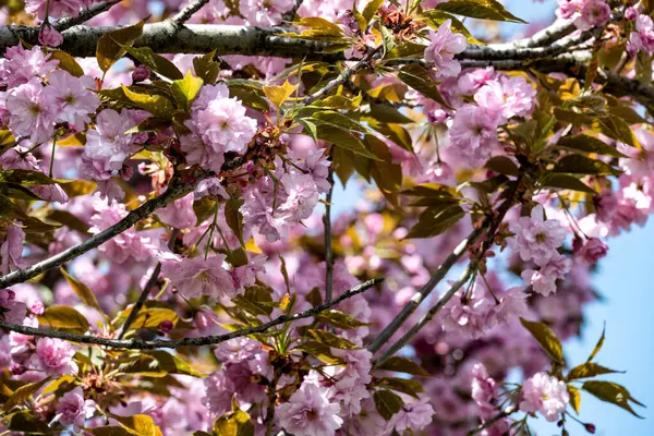 Bahar mevsiminde ağaç dallarında güzel çiçekler         
