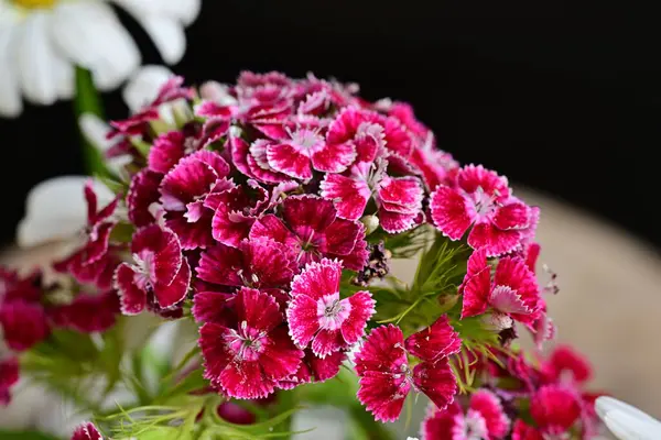 Yaz bahçesinde açan güzel çiçekler, yakın plan.                     