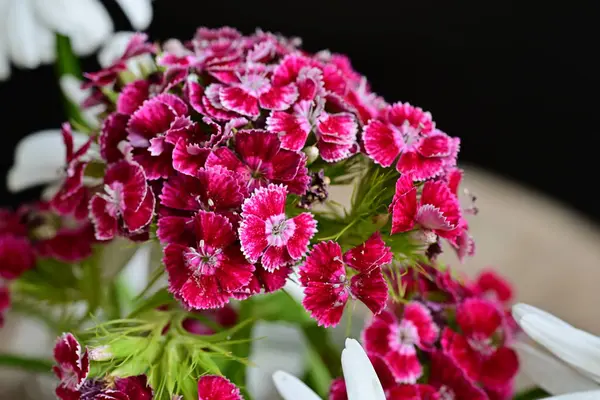 Yaz bahçesinde açan güzel çiçekler, yakın plan.                     