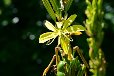 Güzel çiçeklere yakın, yaz konsepti. 