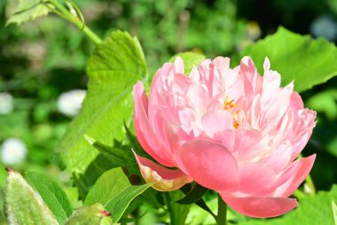 Bahçedeki pembe şakayık çiçeği 