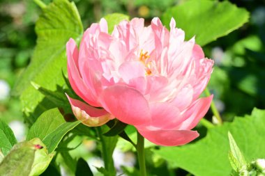 Bahçedeki pembe şakayık çiçeği 