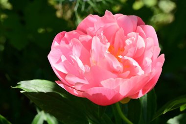 Bahçedeki pembe şakayık çiçeği 