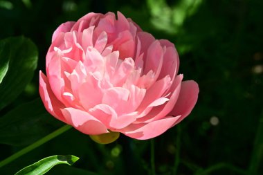 Bahçedeki pembe şakayık çiçeği 