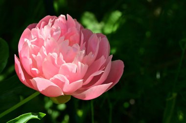 Bahçedeki pembe şakayık çiçeği 