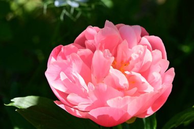 Bahçedeki pembe şakayık çiçeği 