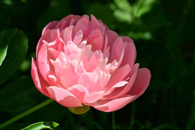 Bahçedeki pembe şakayık çiçeği 