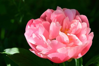 Bahçedeki pembe şakayık çiçeği 