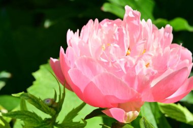 Bahçedeki pembe şakayık çiçeği 