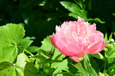 Bahçedeki pembe şakayık çiçeği 