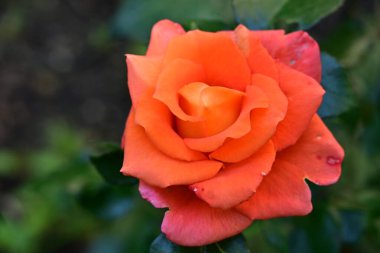 Bahçede açan güzel gül çiçeği, yakın.             