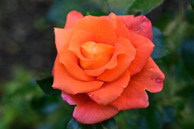 Bahçede açan güzel gül çiçeği, yakın.             