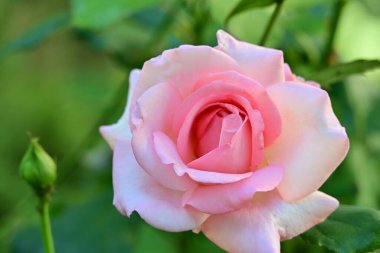 Bahçede açan güzel gül çiçeği, yakın.             