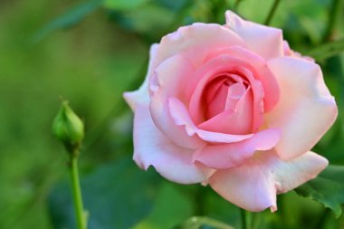 Bahçede açan güzel gül çiçeği, yakın.             