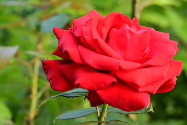 Bahçede açan güzel gül çiçeği, yakın.             