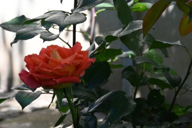 Bahçede açan güzel gül çiçeği, yakın.             