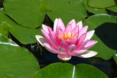 Gölette büyüyen nilüfer çiçeği