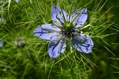 Bahçedeki güzel çiçeğin yakın görüntüsü