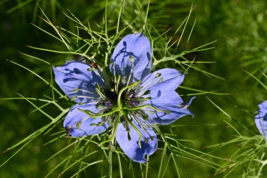 Bahçedeki güzel çiçeğin yakın görüntüsü