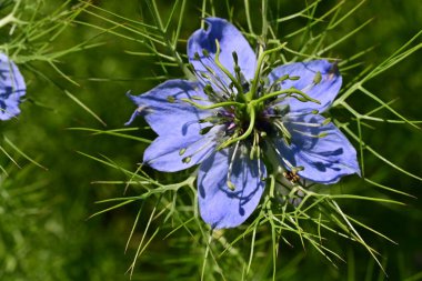 Bahçedeki güzel çiçeğin yakın görüntüsü