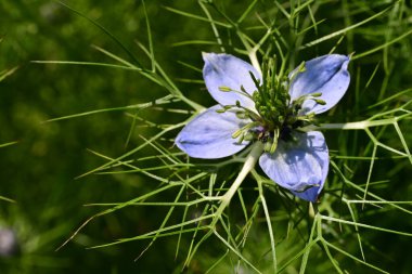 Bahçedeki güzel çiçeğin yakın görüntüsü