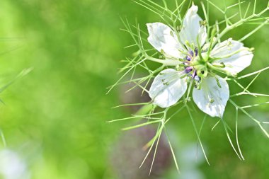 Bahçedeki güzel çiçeğin yakın görüntüsü