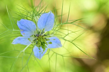 Bahçedeki güzel çiçeğin yakın görüntüsü