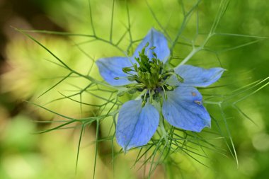 Bahçedeki güzel çiçeğin yakın görüntüsü