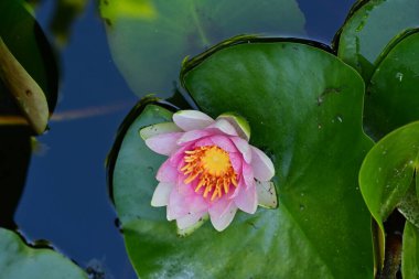 Gölette büyüyen nilüfer çiçeği