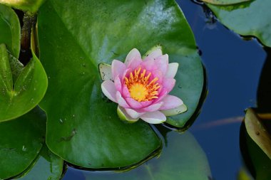 Gölette büyüyen nilüfer çiçeği