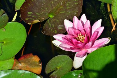 Gölette büyüyen nilüfer çiçeği