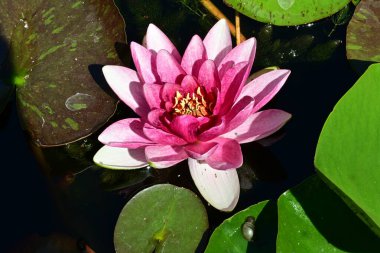 Gölette büyüyen nilüfer çiçeği