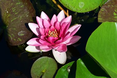 Gölette büyüyen nilüfer çiçeği