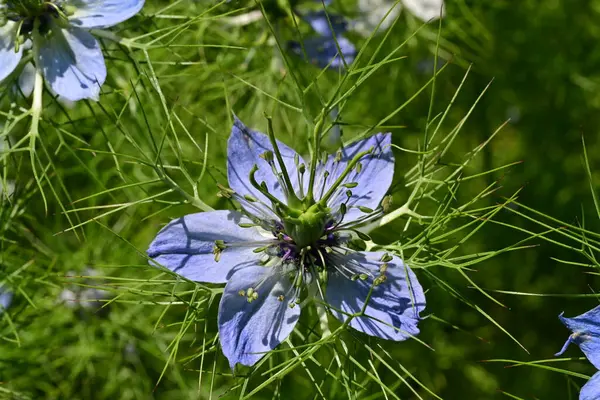 Bahçedeki güzel çiçeğin yakın görüntüsü
