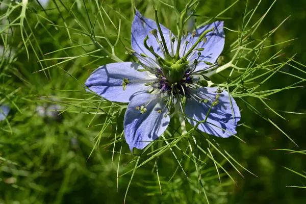 Bahçedeki güzel çiçeğin yakın görüntüsü