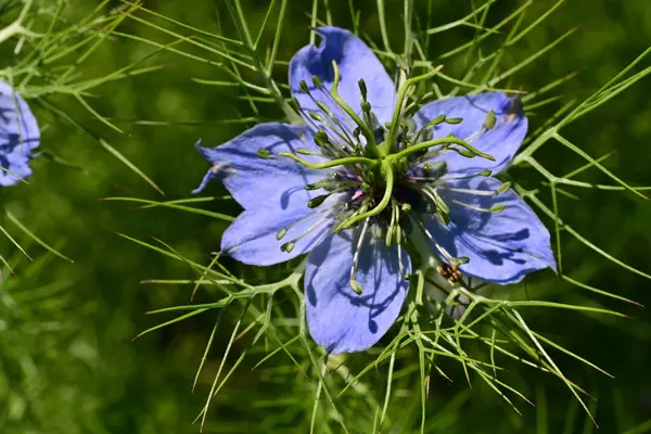 Bahçedeki güzel çiçeğin yakın görüntüsü
