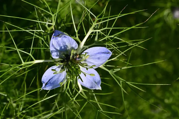 Bahçedeki güzel çiçeğin yakın görüntüsü