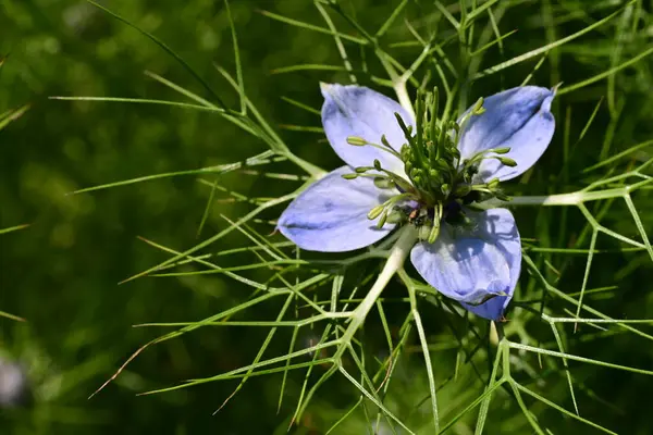 Bahçedeki güzel çiçeğin yakın görüntüsü