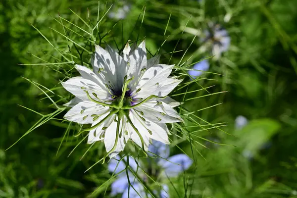 Bahçedeki güzel çiçeğin yakın görüntüsü