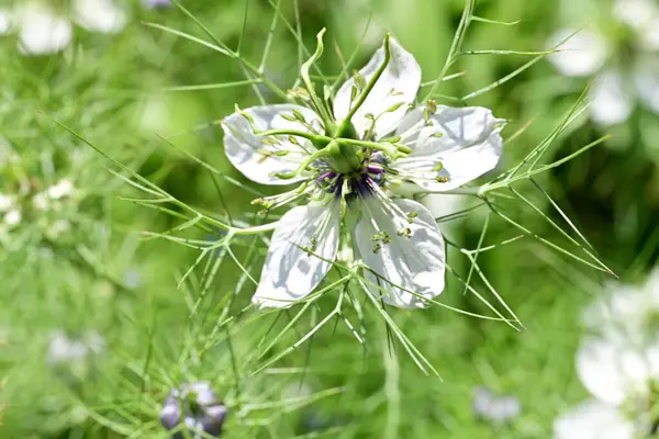 Bahçedeki güzel çiçeğin yakın görüntüsü