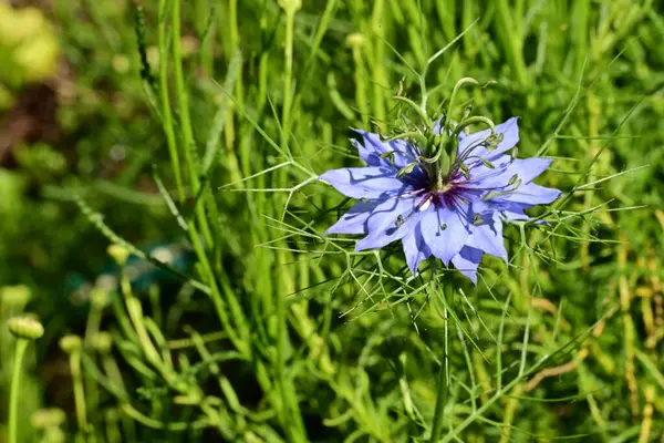 Güzel çiçeklere yakın, yaz konsepti. 