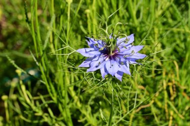 Bahçedeki güzel çiçeğin yakın görüntüsü