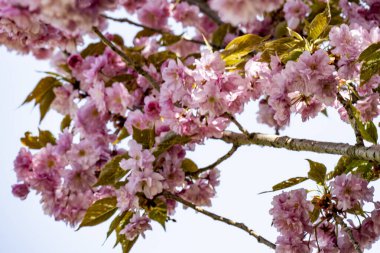 Bahar mevsiminde ağaç dallarında güzel çiçekler         