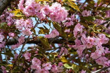 Bahar mevsiminde ağaç dallarında güzel çiçekler         