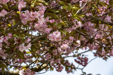 Bahar mevsiminde ağaç dallarında güzel çiçekler         