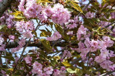 Bahar mevsiminde ağaç dallarında güzel çiçekler         